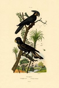 Black Palm Cockatoo by French School